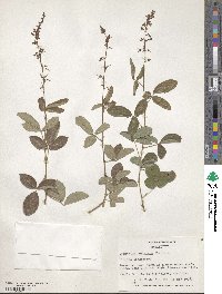 Desmodium tortuosum image