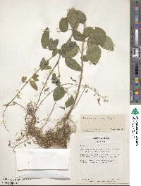 Desmodium tortuosum image