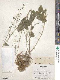 Desmodium tortuosum image