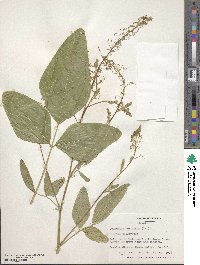 Desmodium tortuosum image