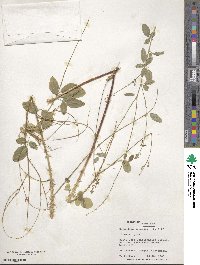 Desmodium tortuosum image