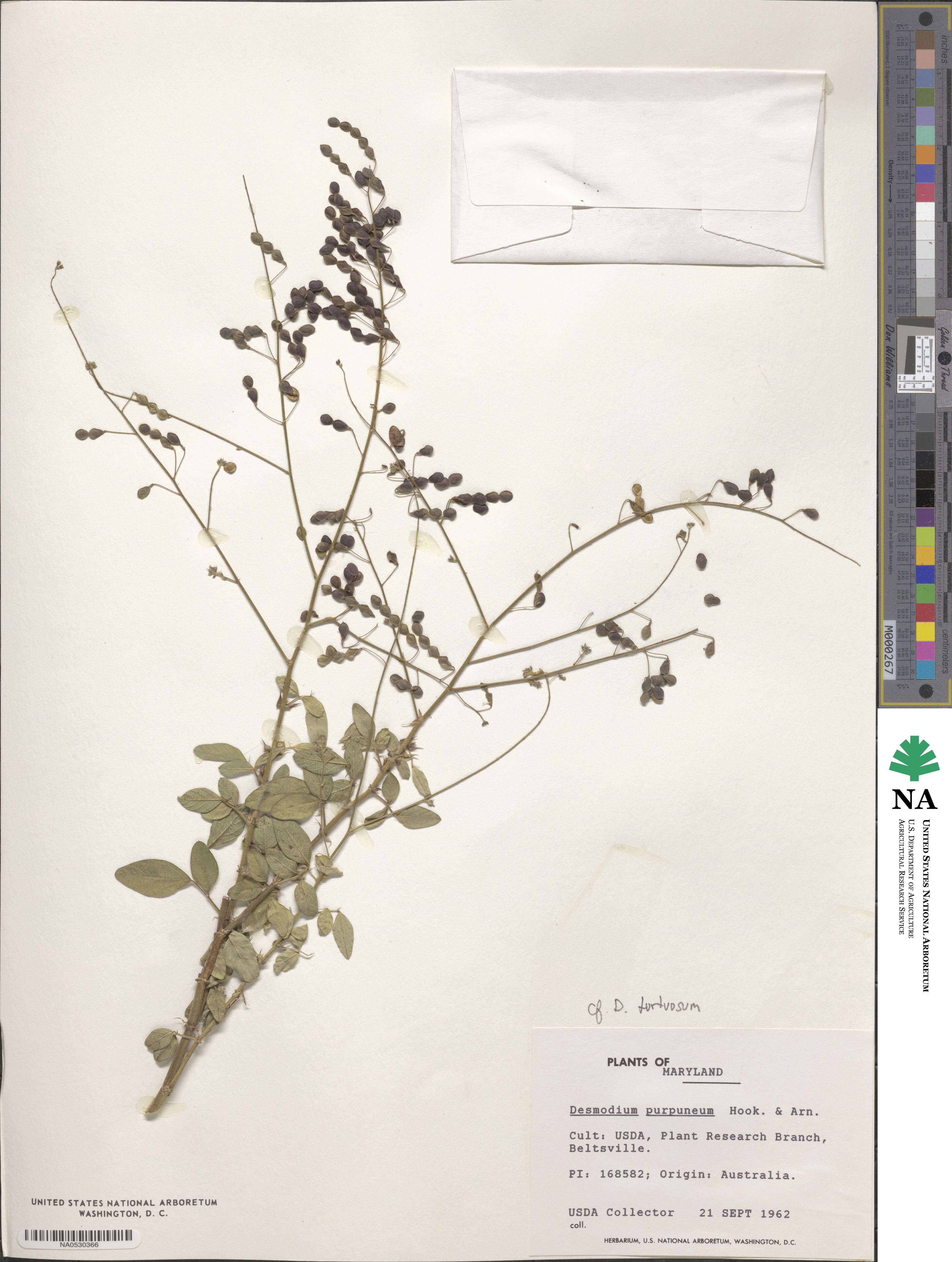 Desmodium tortuosum image