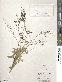 Desmodium tortuosum image