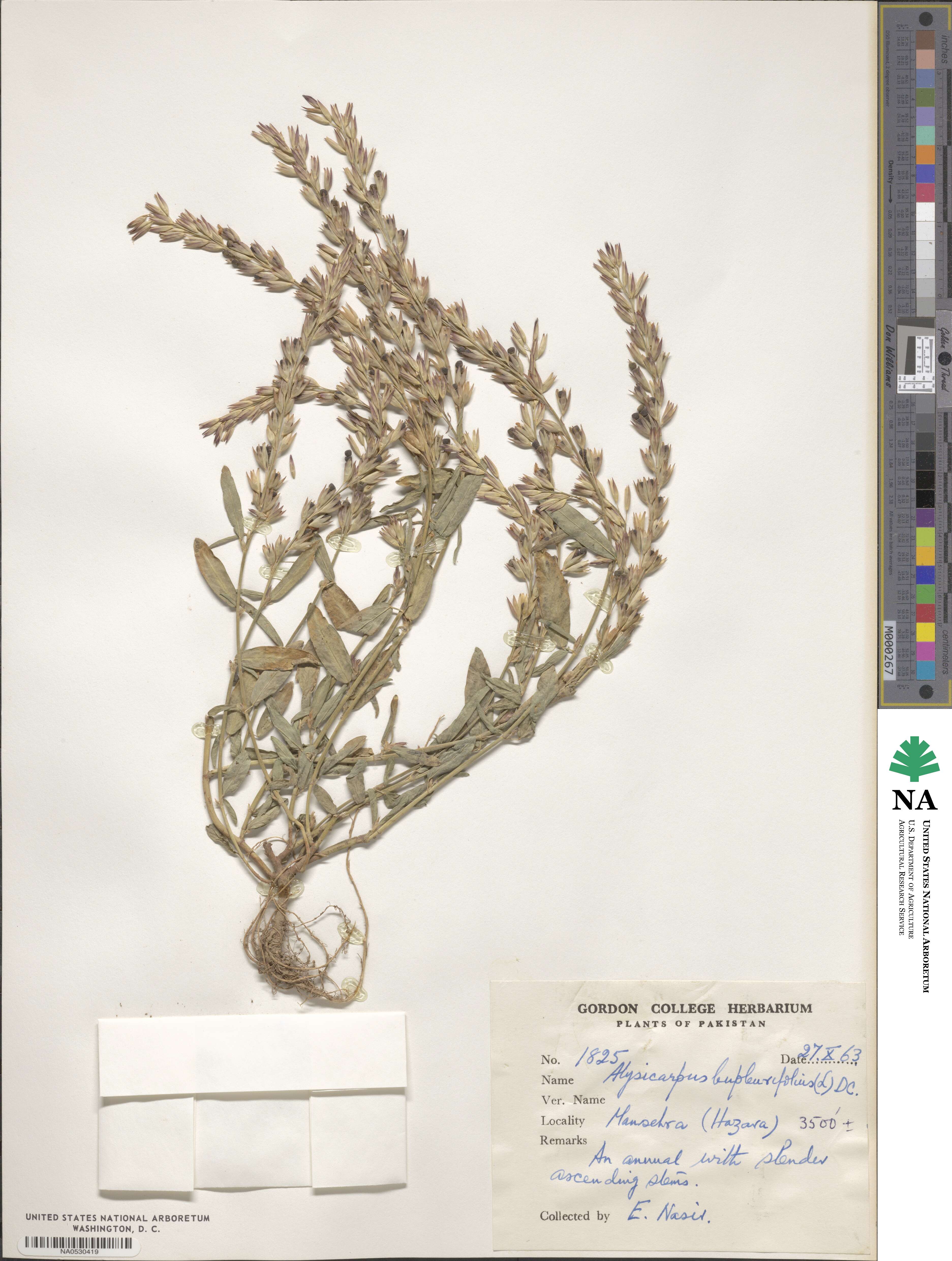 Alysicarpus bupleurifolius image