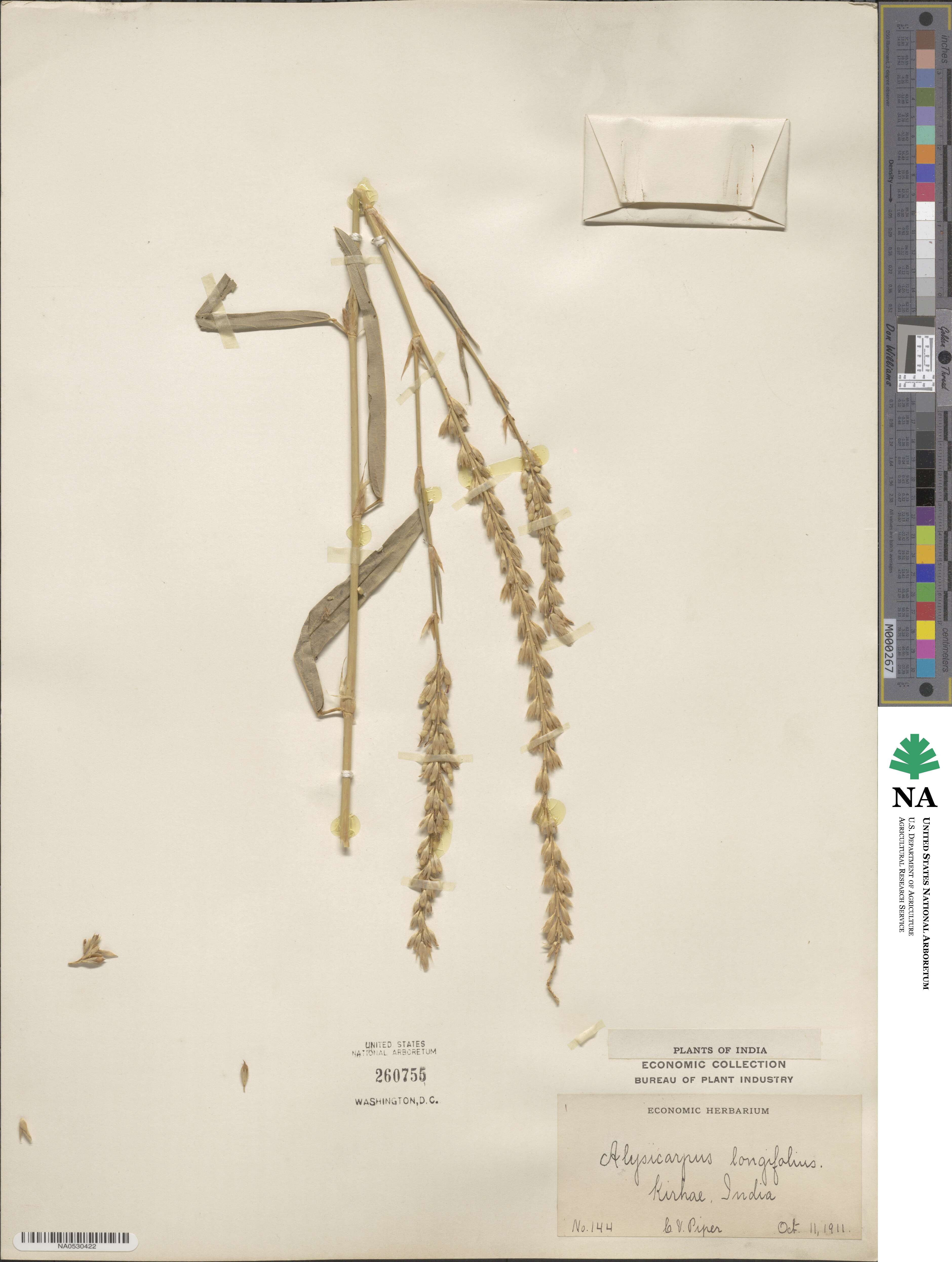 Alysicarpus longifolius image