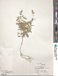 Alysicarpus rugosus image