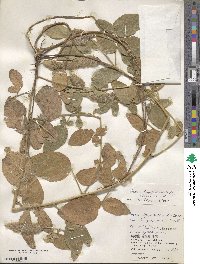 Uraria lagopodioides image