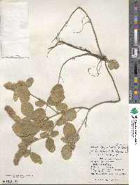 Uraria lagopodioides image