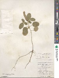 Uraria lagopodioides image