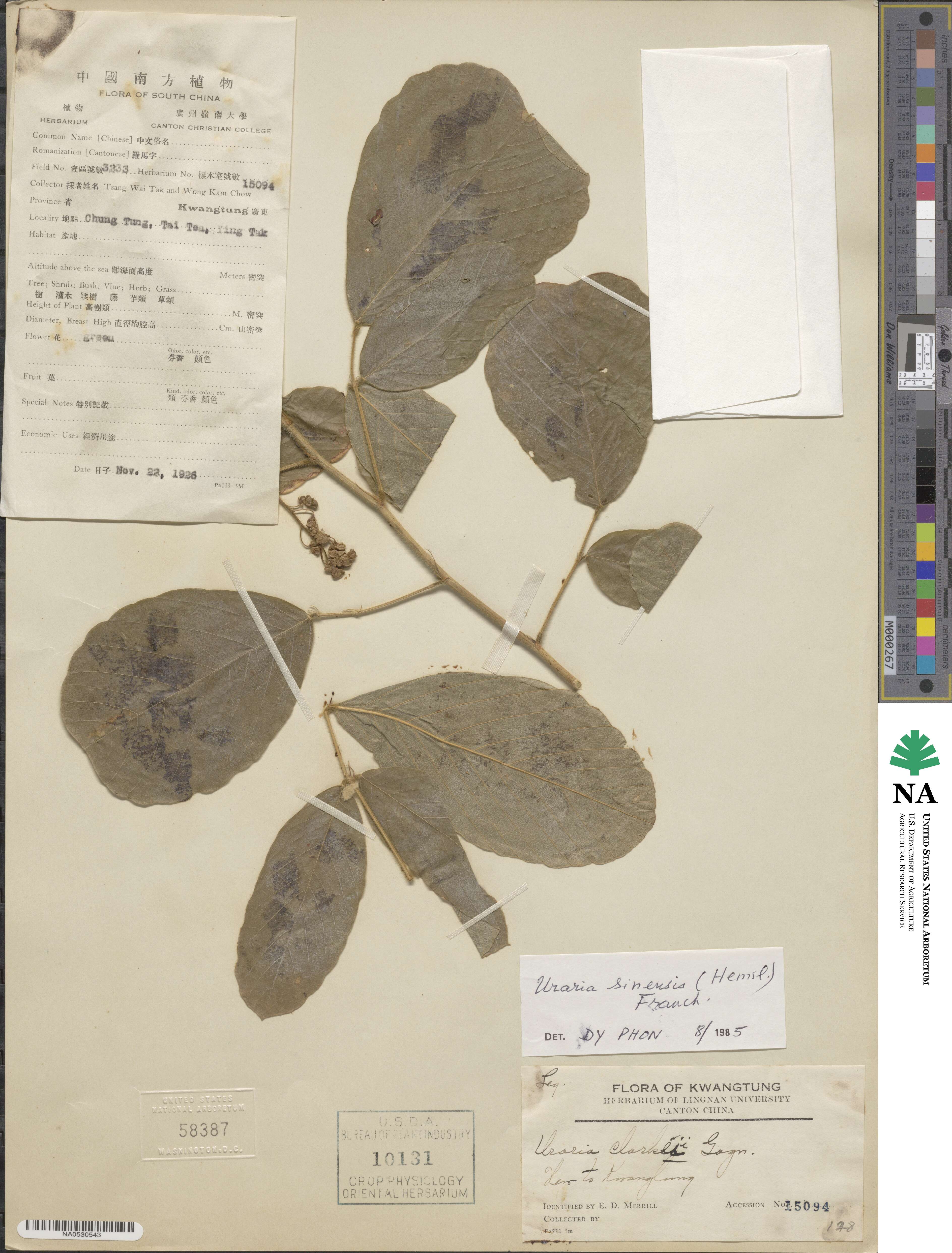 Uraria sinensis image