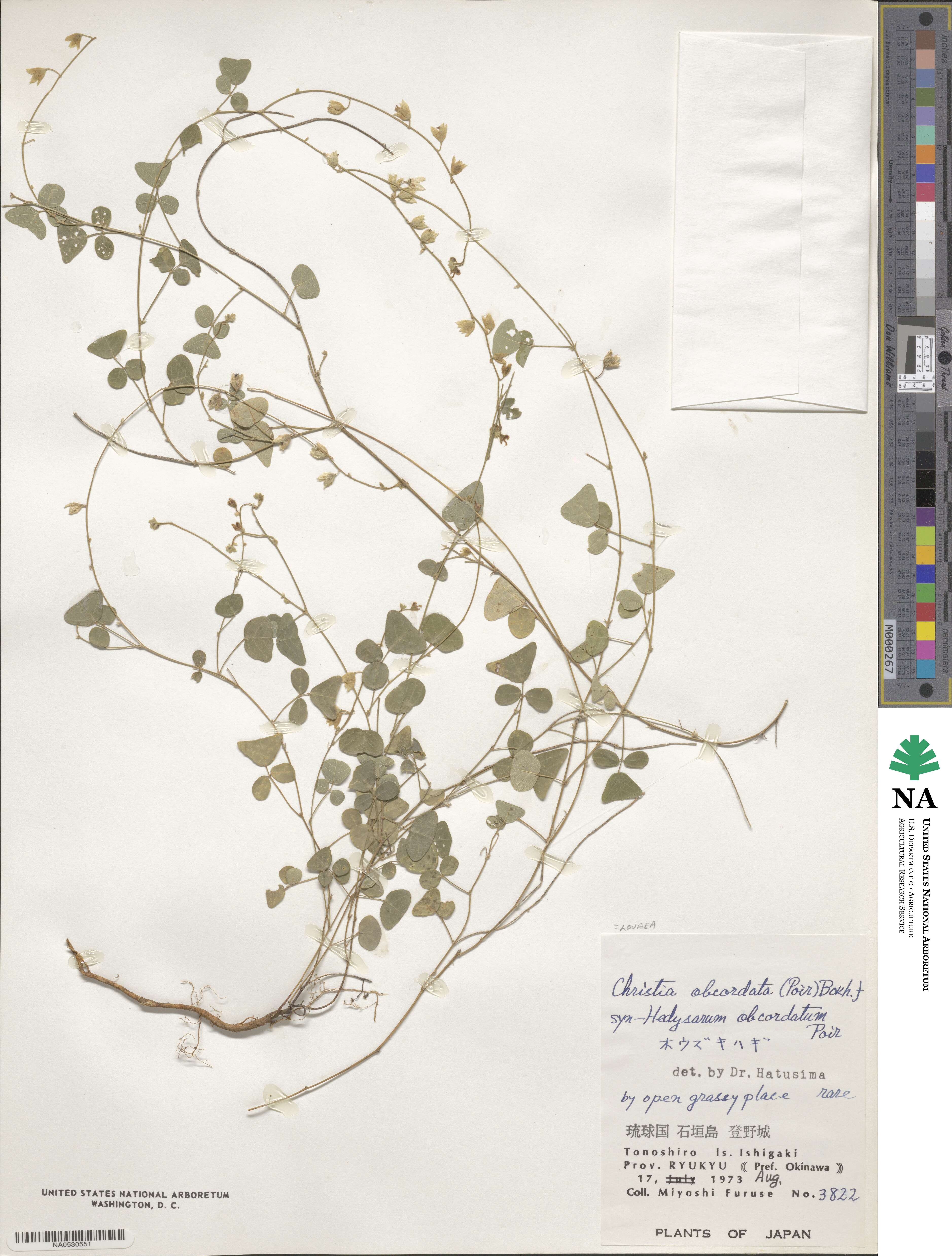 Christia obcordata image