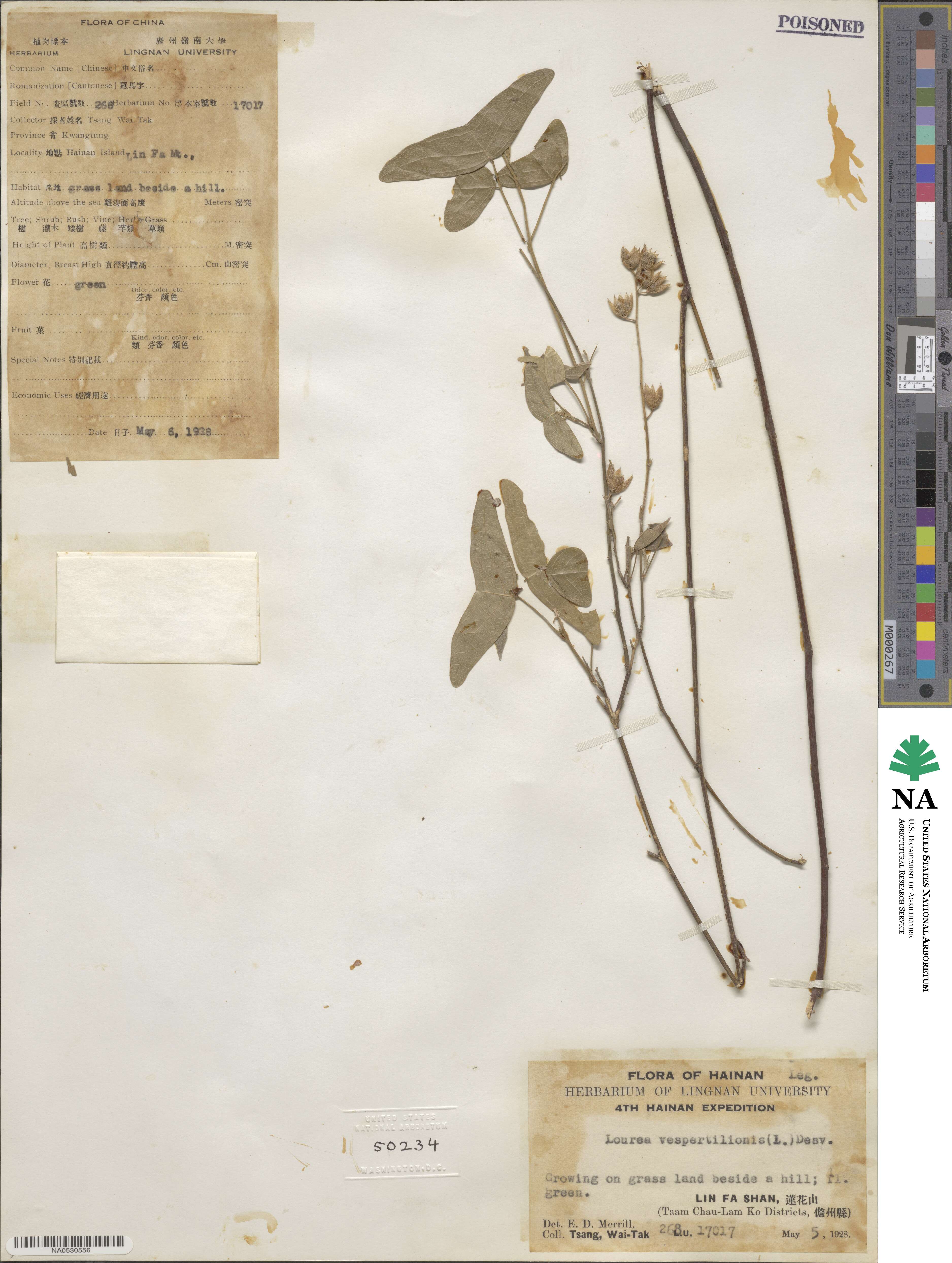 Christia vespertilionis image
