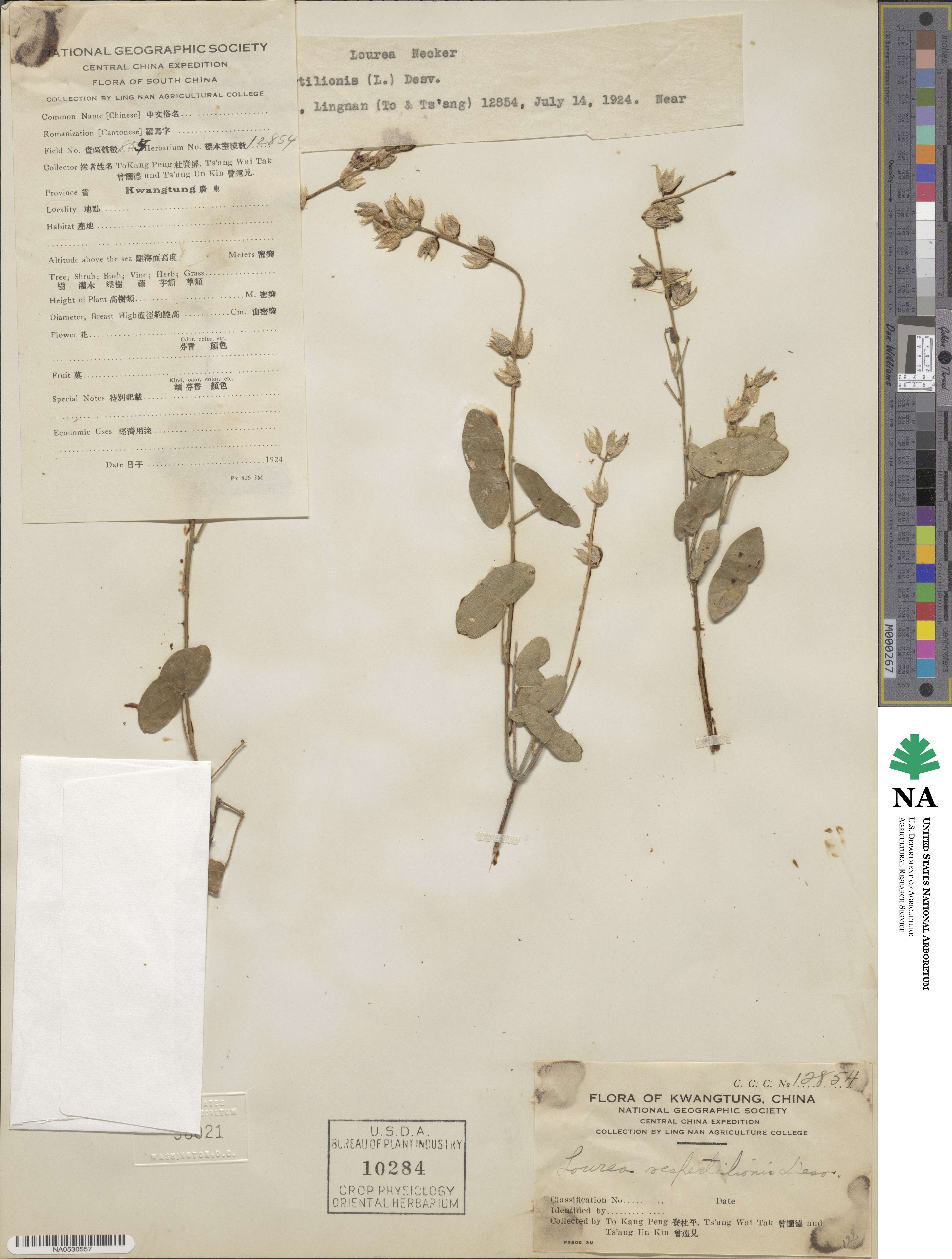Christia vespertilionis image
