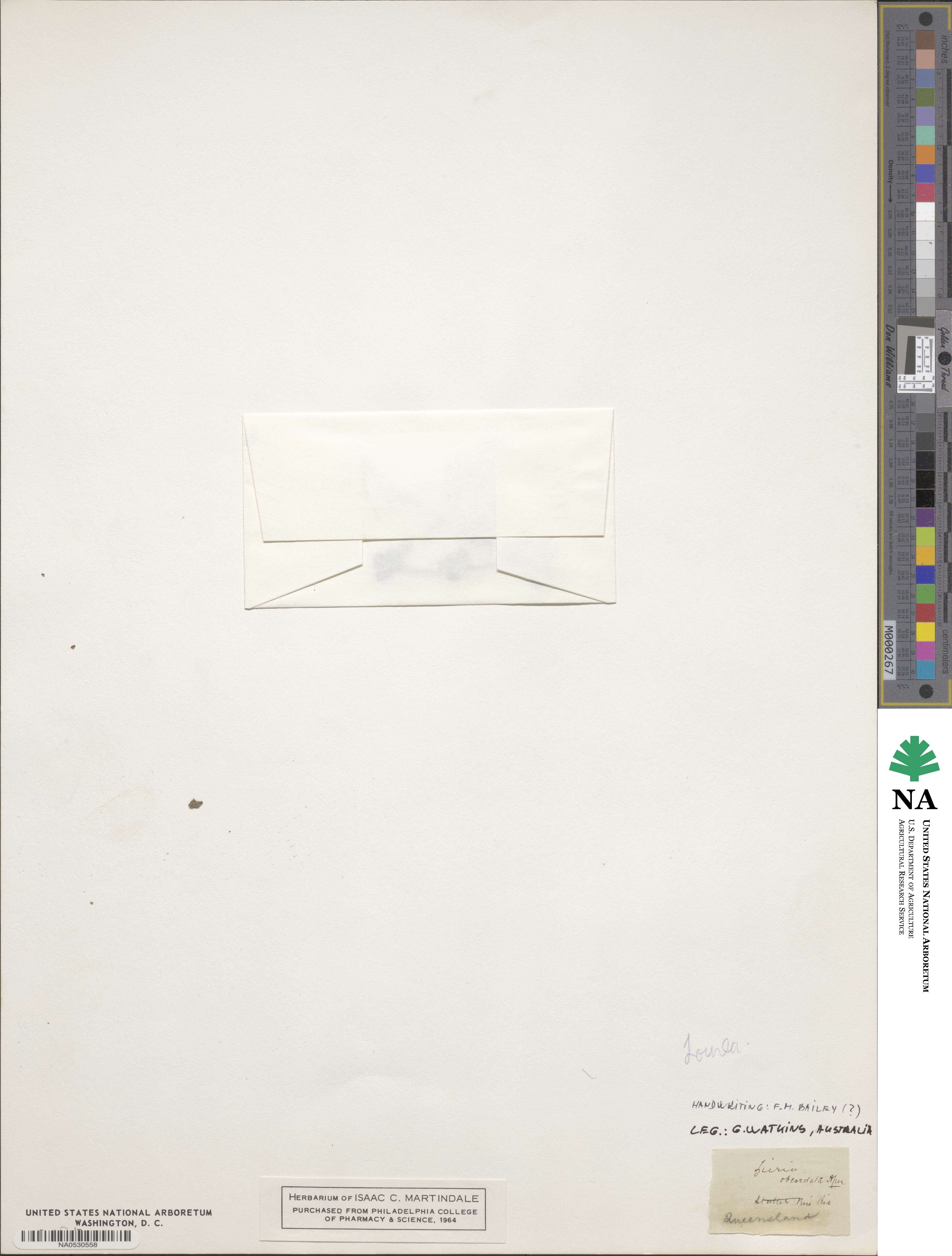 Christia obcordata image