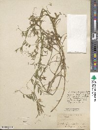 Lathyrus articulatus image