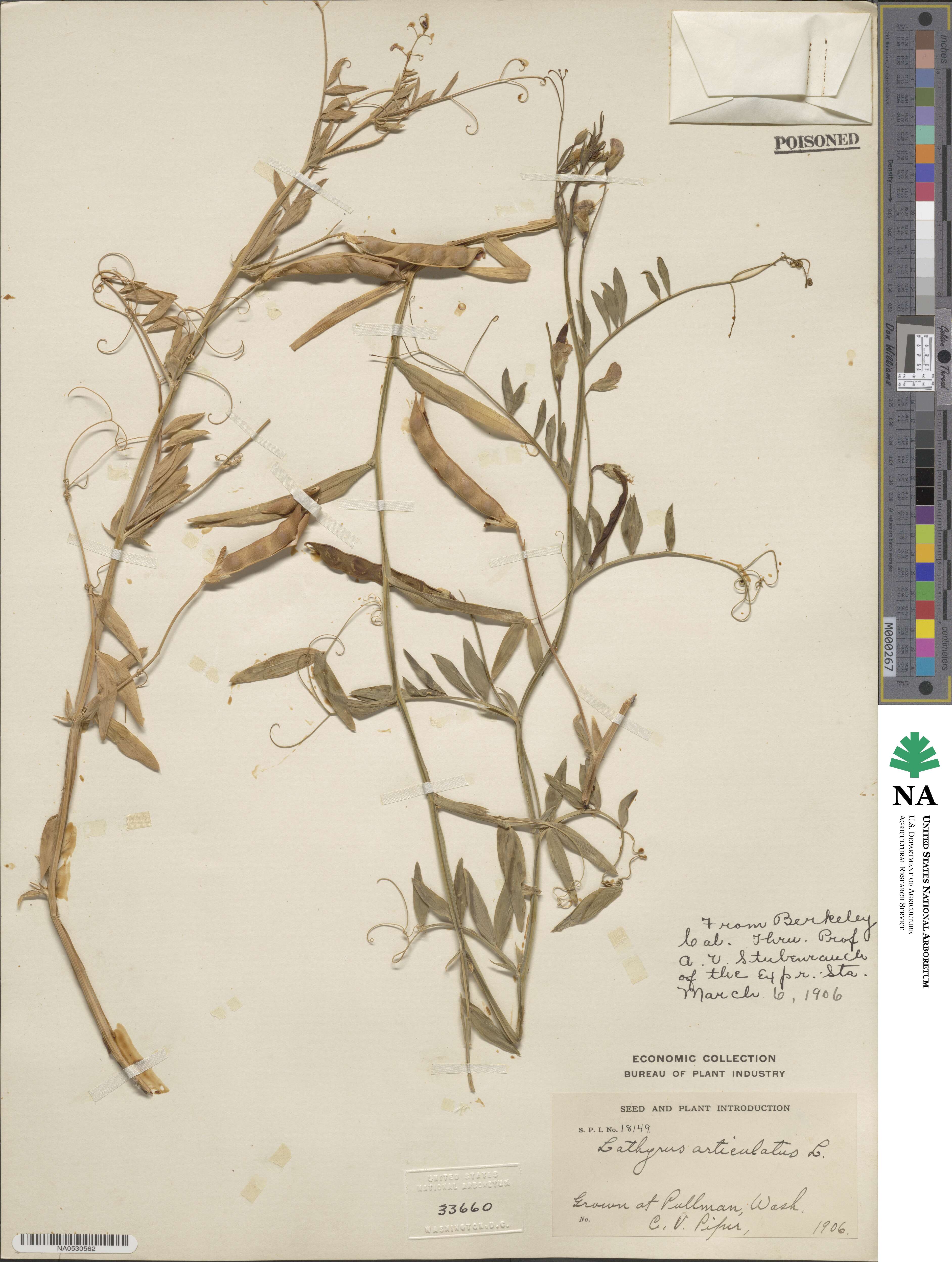 Lathyrus image