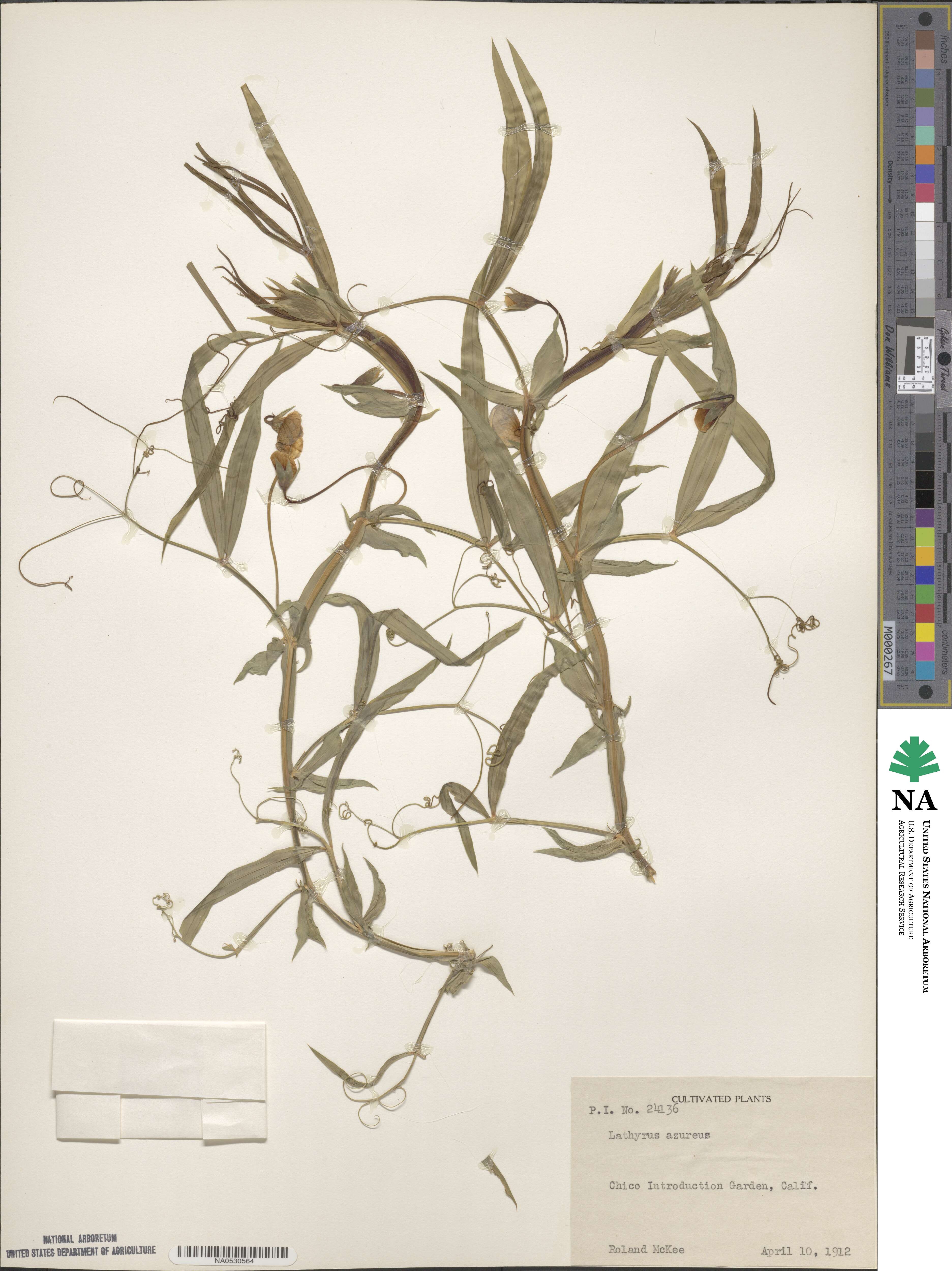Lathyrus sativus image
