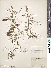 Lathyrus sativus image