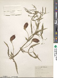 Lathyrus sativus image