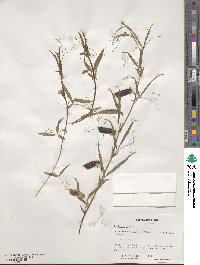 Lathyrus cicera image