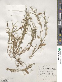 Lathyrus cicera image