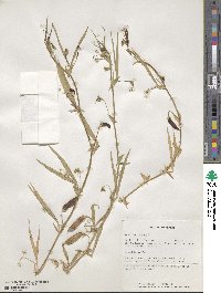 Lathyrus cicera image