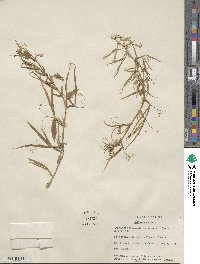 Lathyrus cicera image