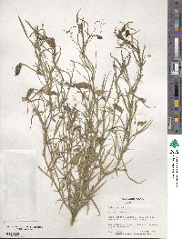 Lathyrus cicera image