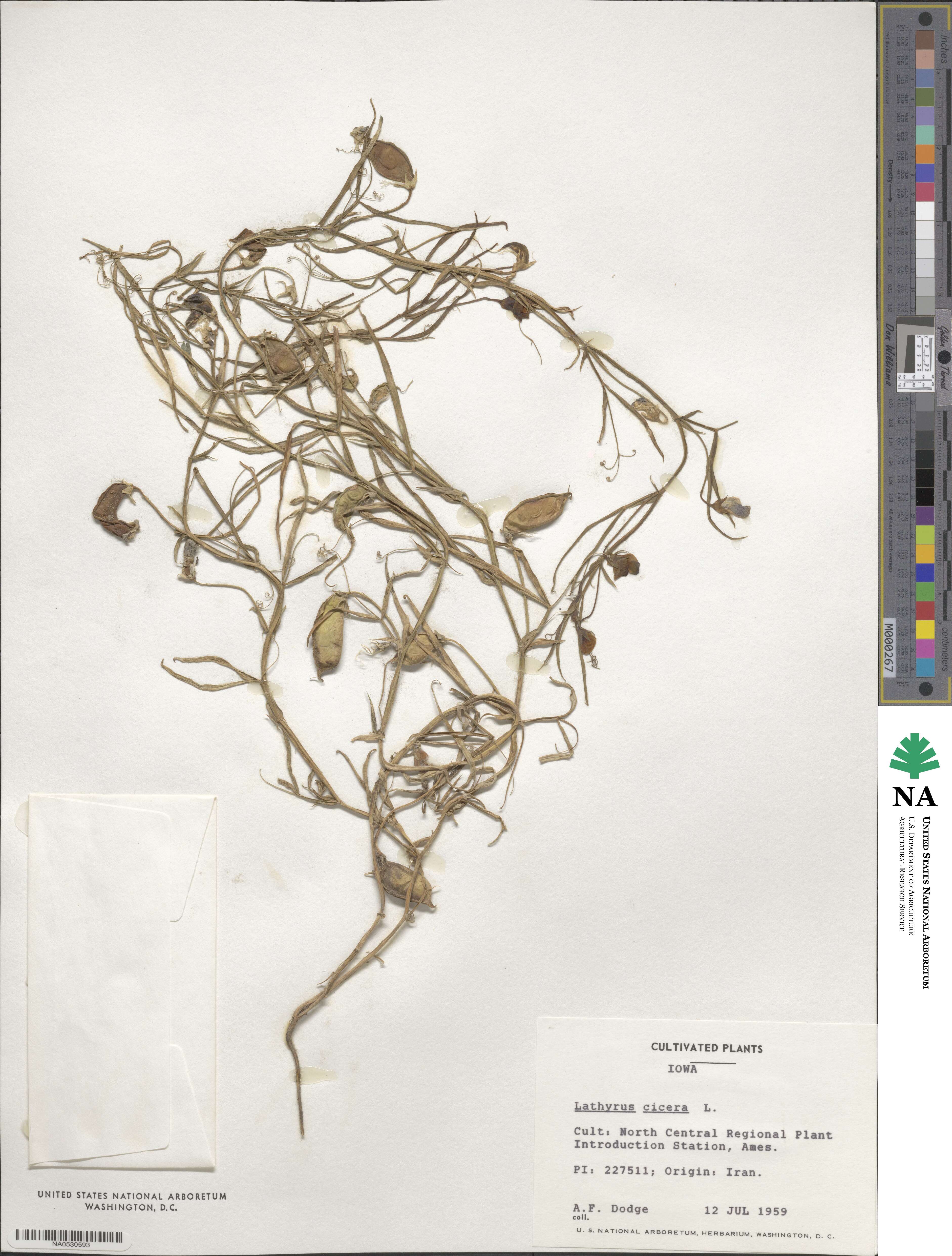 Lathyrus cicera image