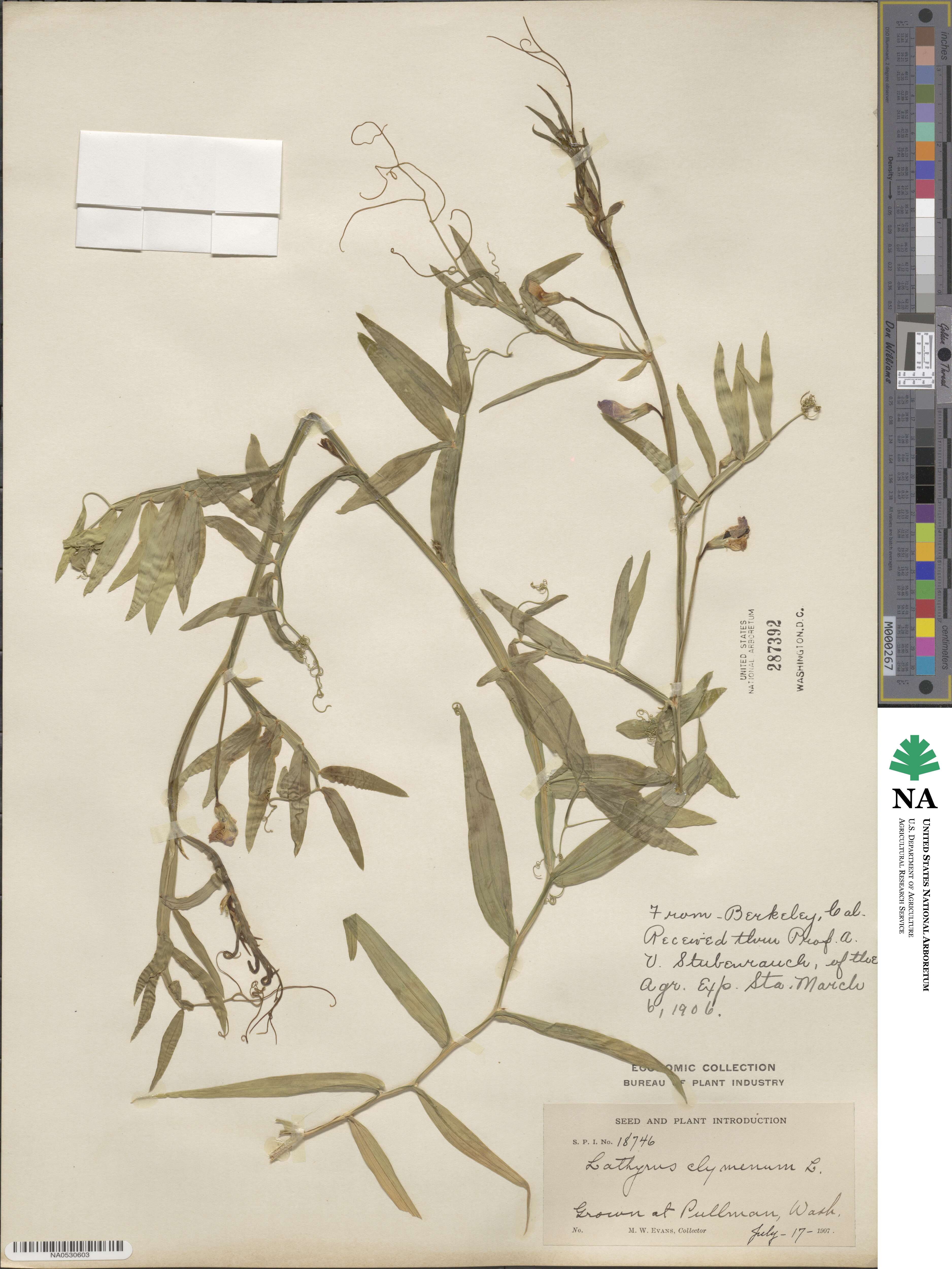 Lathyrus clymenum image