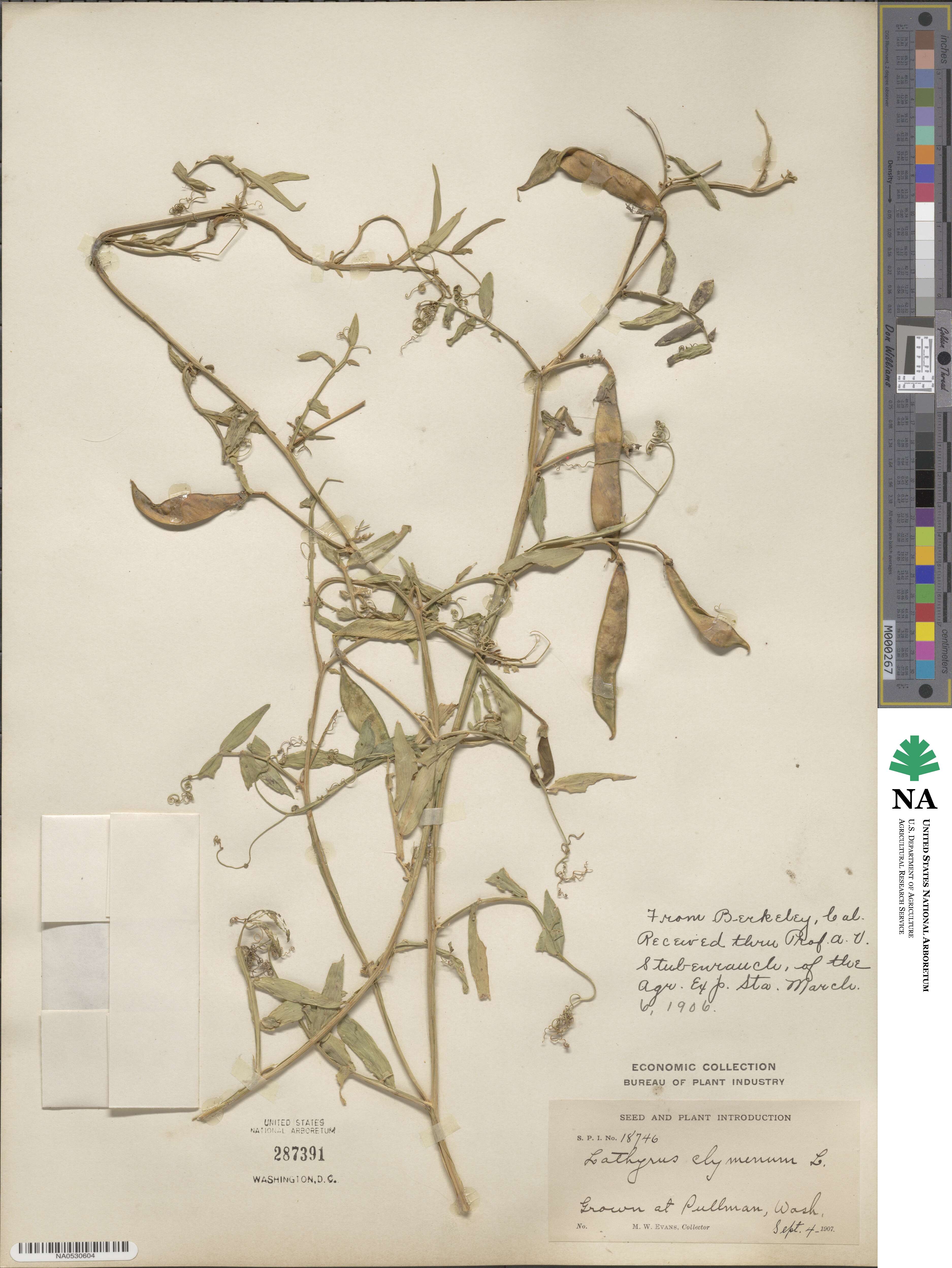 Lathyrus clymenum image