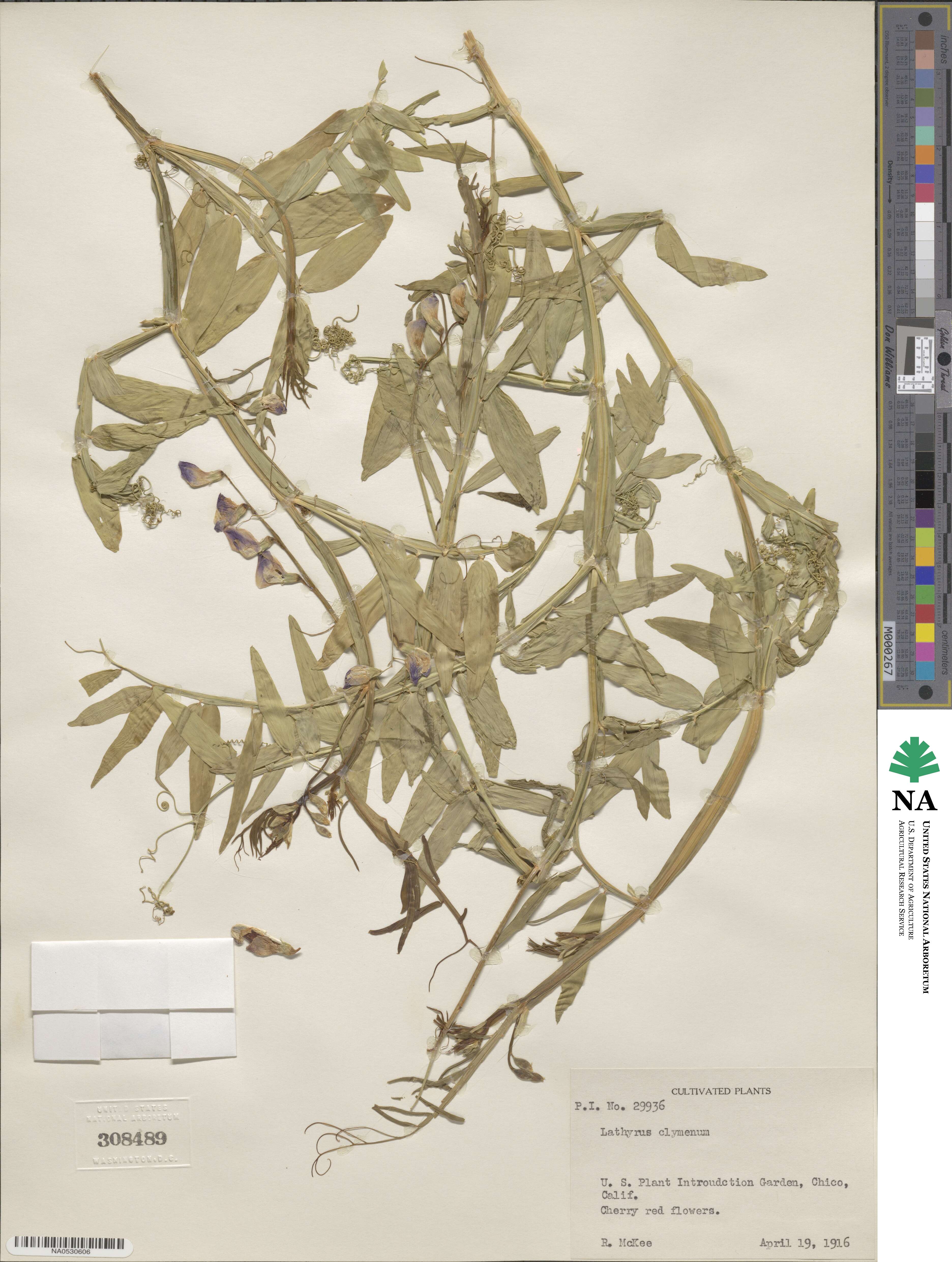 Lathyrus clymenum image