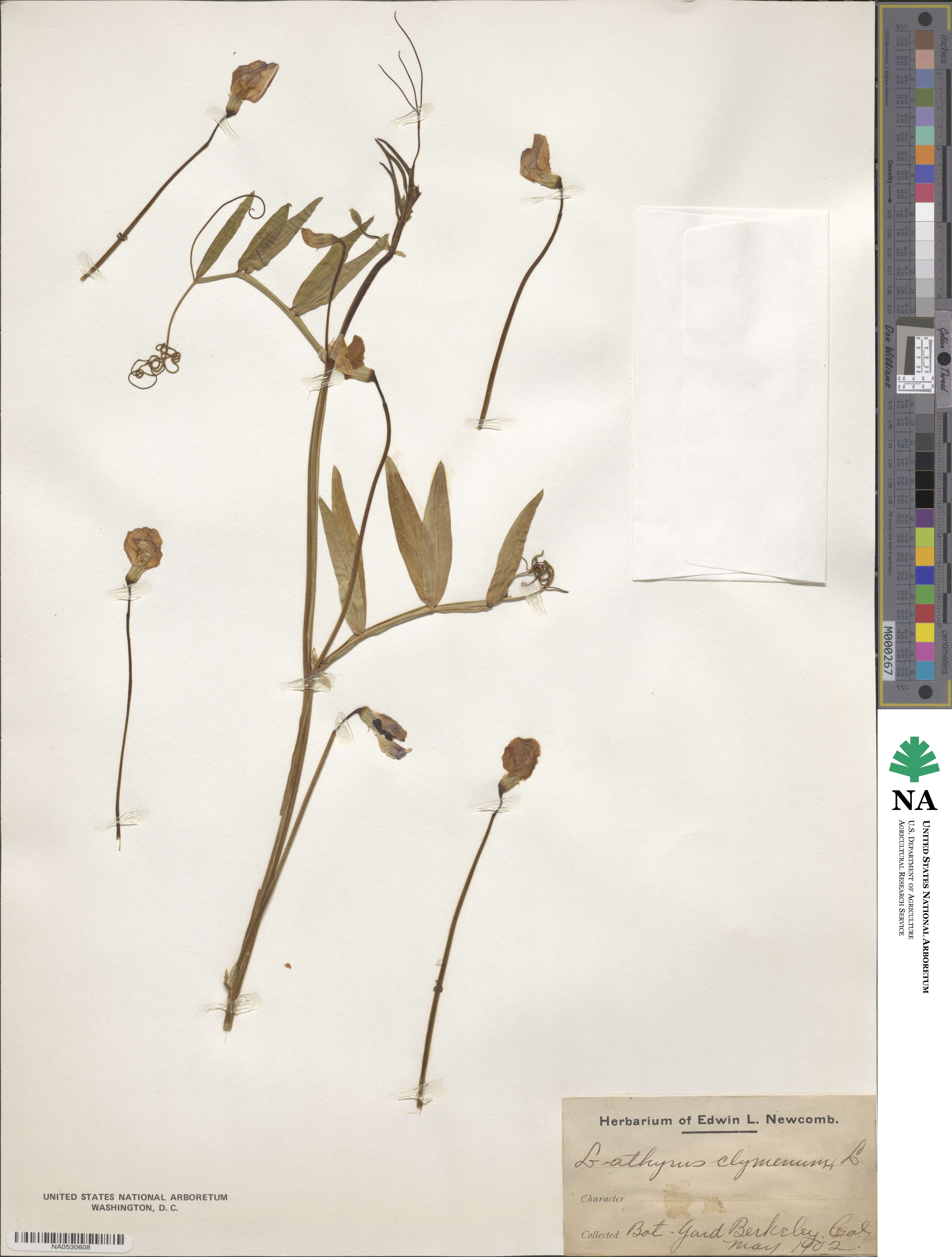 Lathyrus clymenum image
