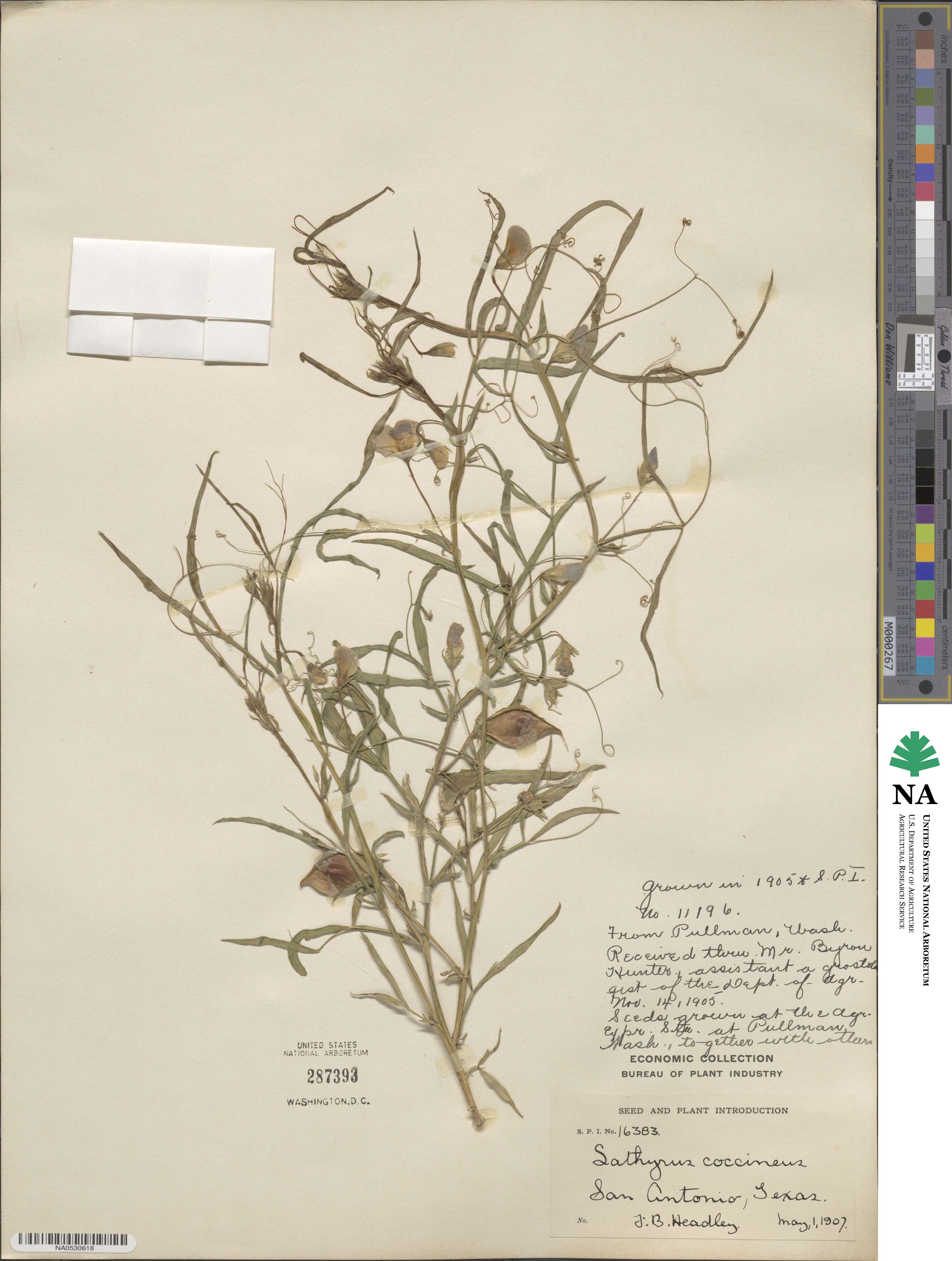 Lathyrus sphaericus image