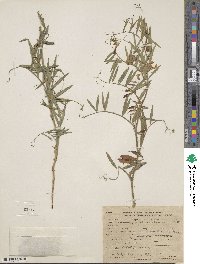 Lathyrus lanszwertii image