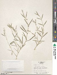 Lathyrus inconspicuus var. inconspicuus image