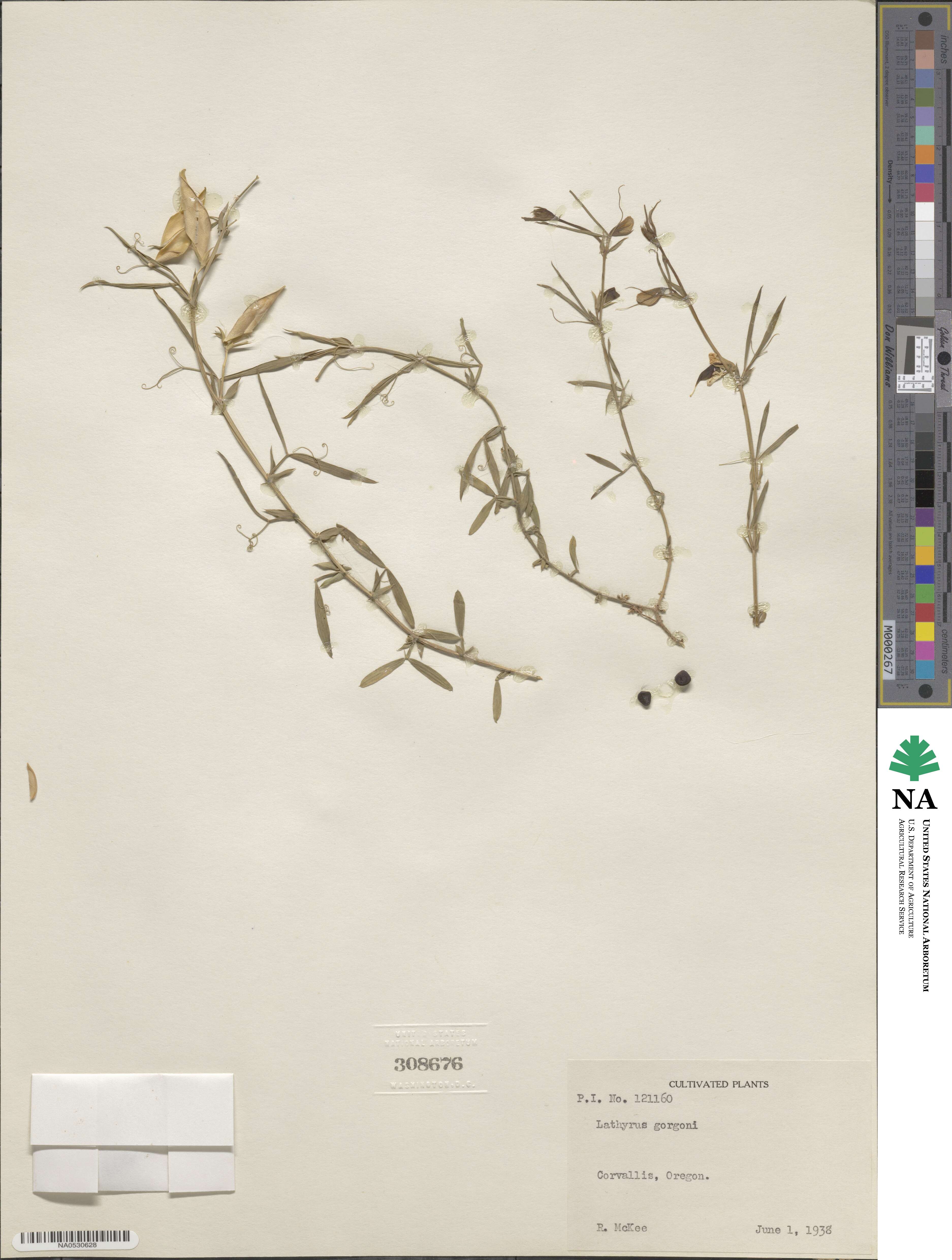 Lathyrus gorgoni image
