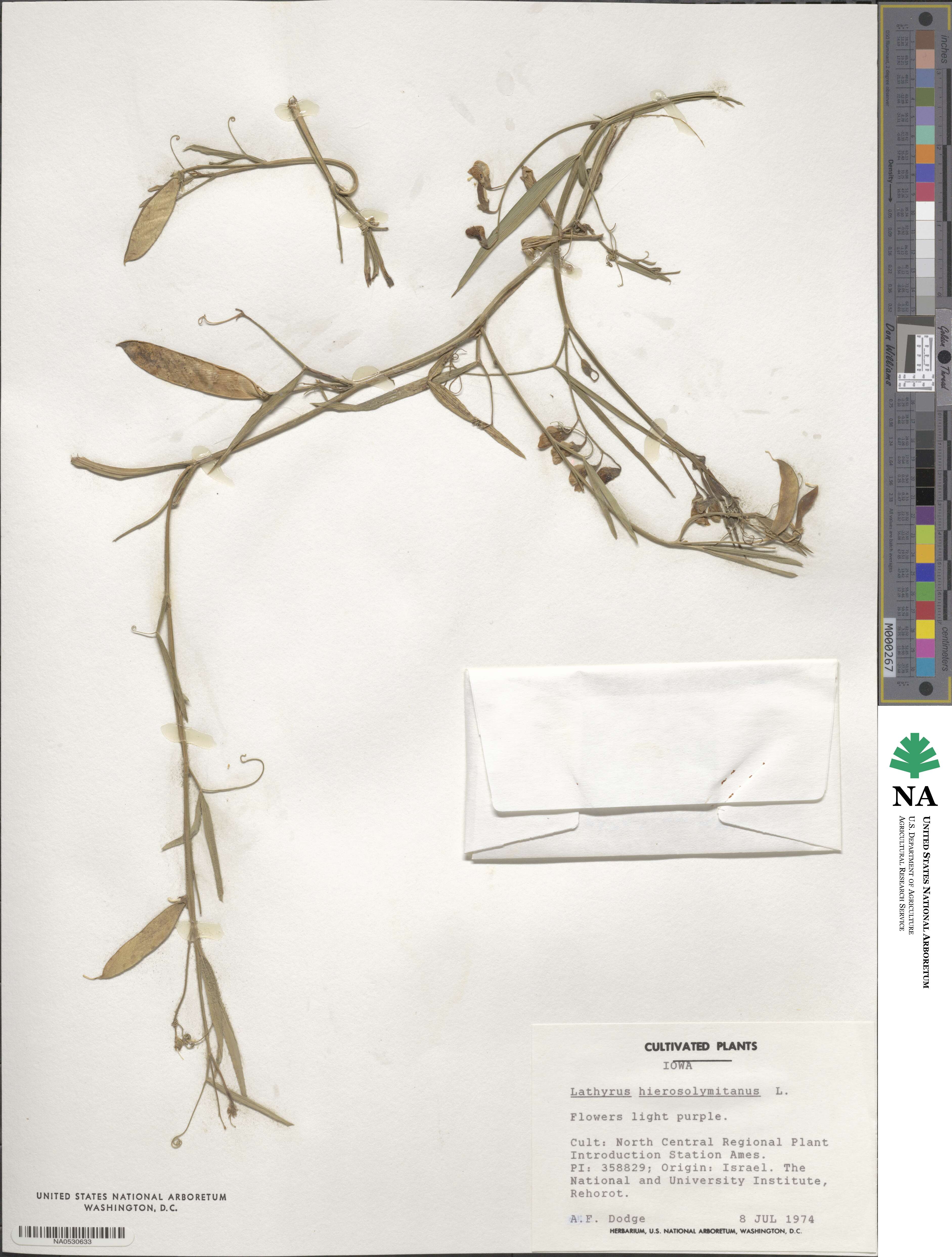 Lathyrus hierosolymitanus image