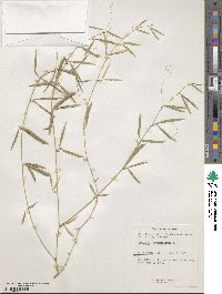 Lathyrus inconspicuus image