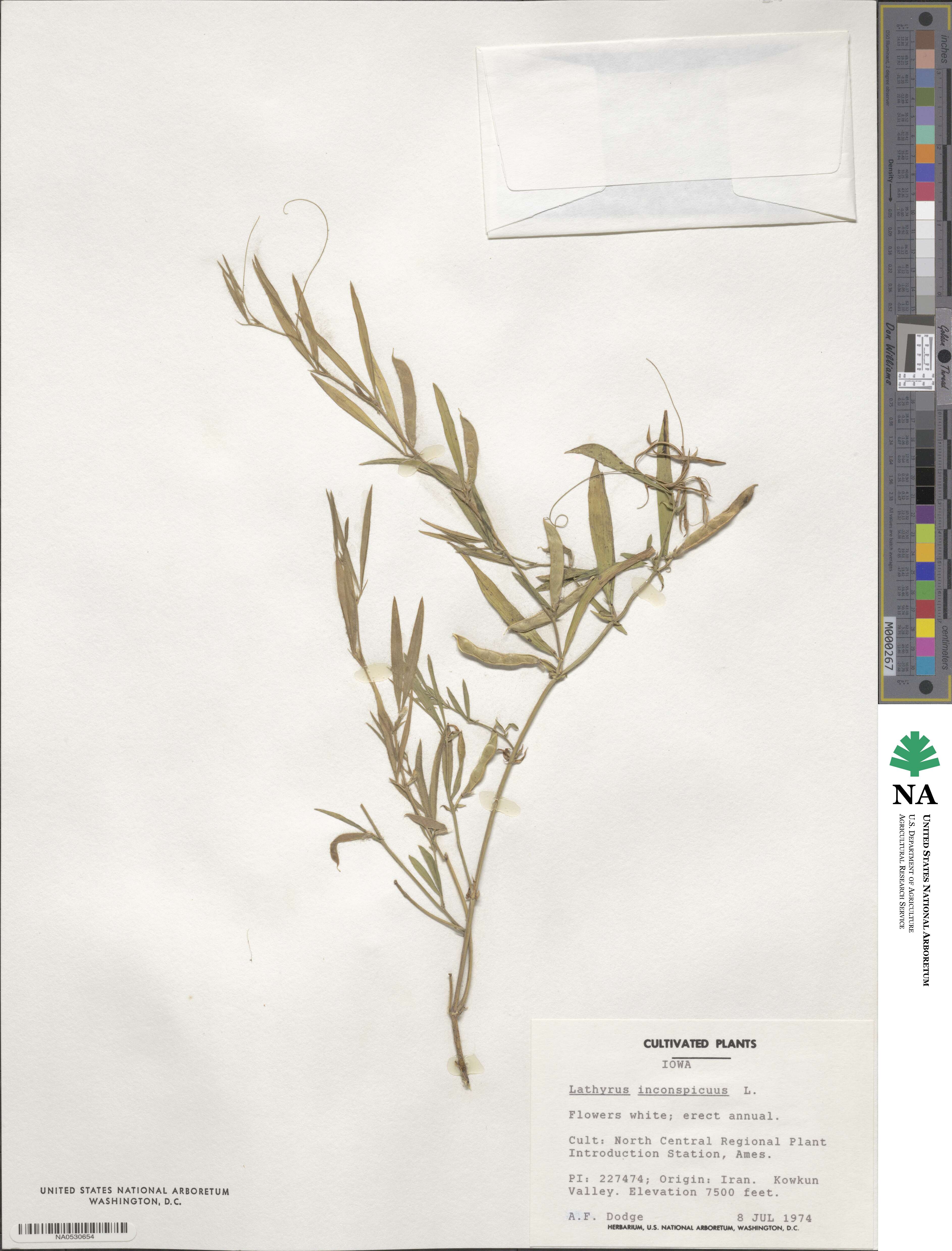 Lathyrus inconspicuus image
