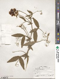 Lathyrus latifolius image