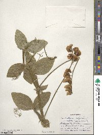 Lathyrus latifolius image