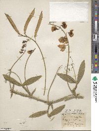 Lathyrus latifolius image