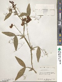 Lathyrus latifolius image