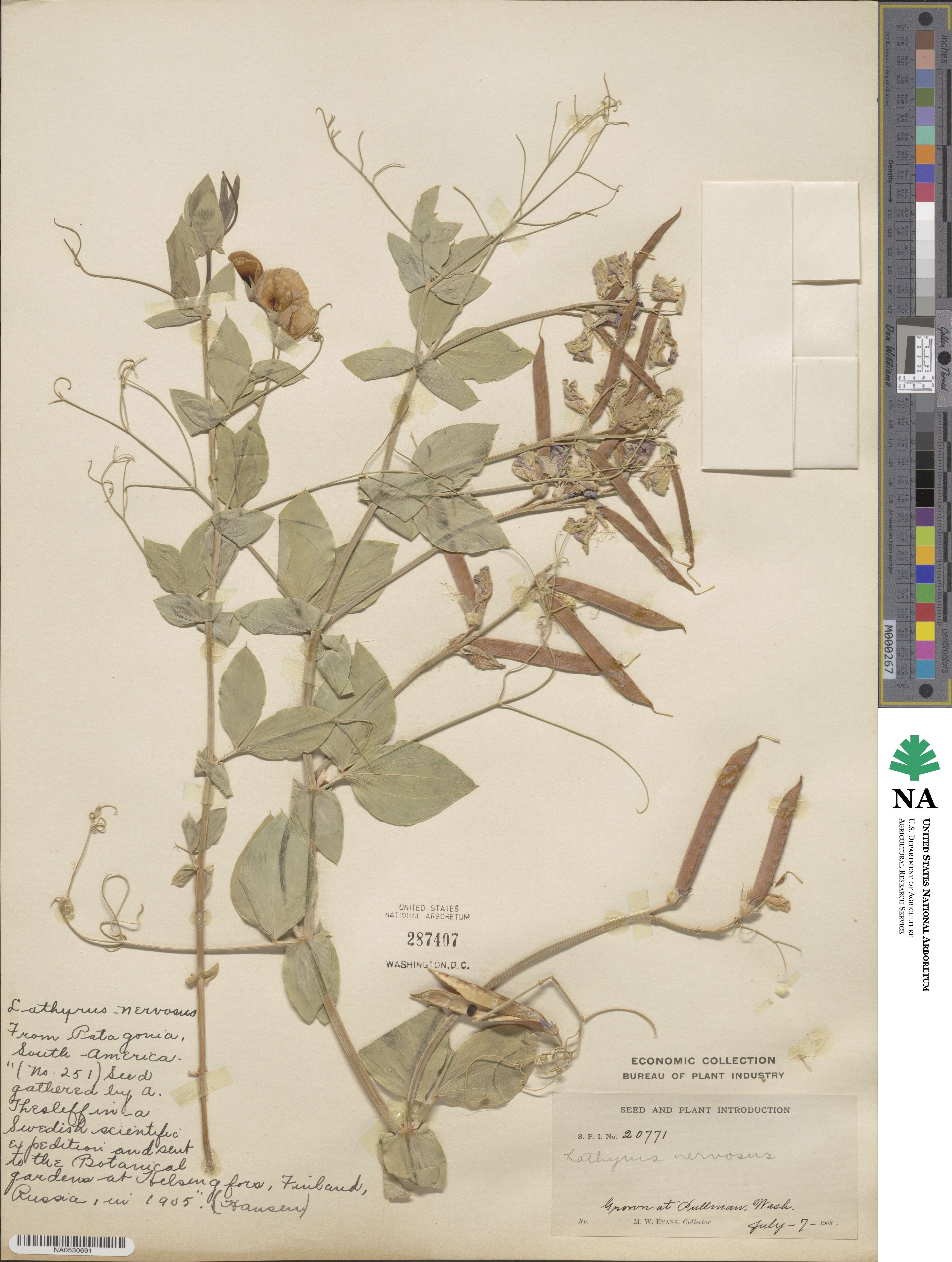 Lathyrus nervosus image