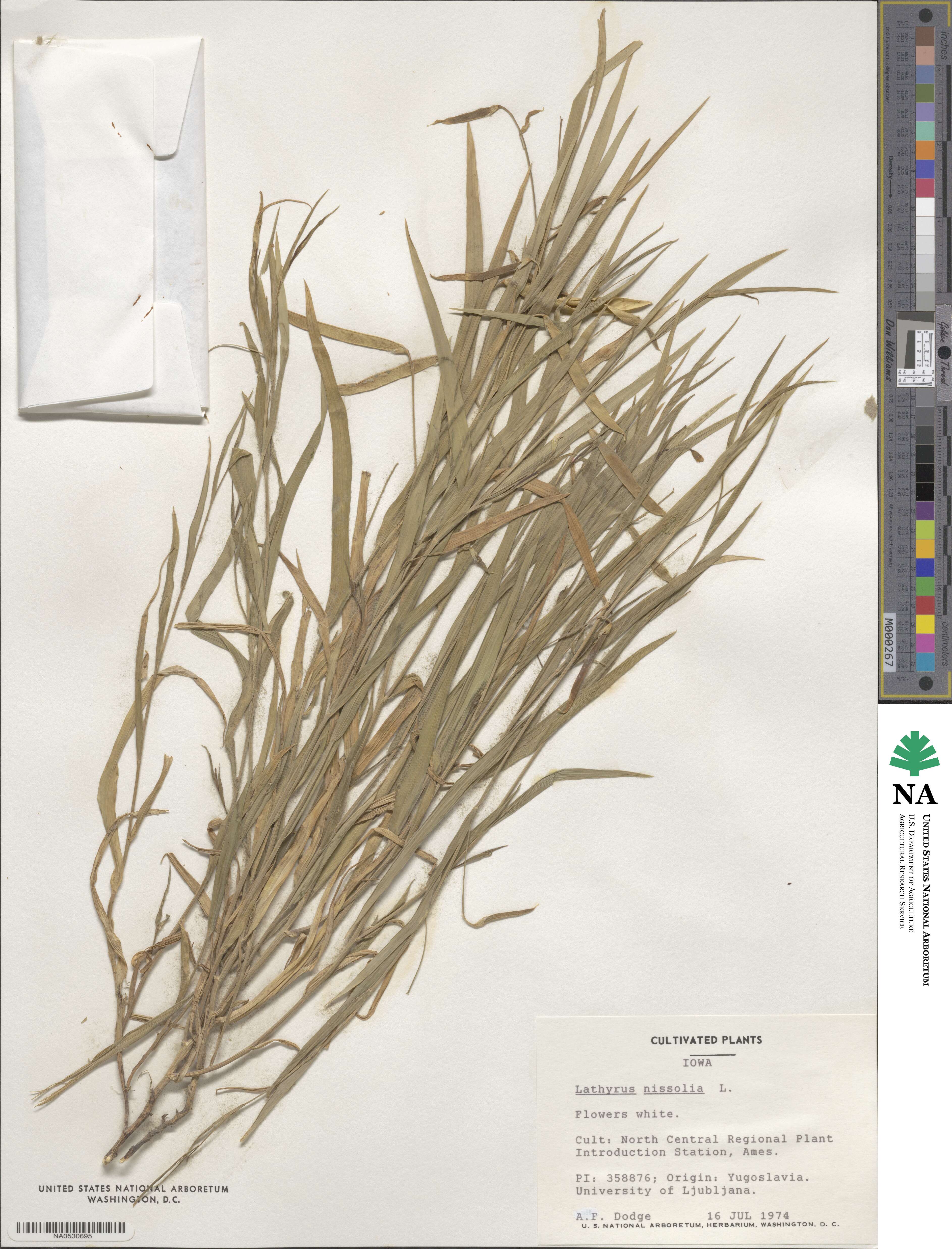 Lathyrus nissolia image