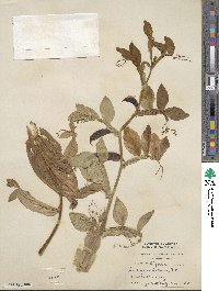 Lathyrus ochrus image