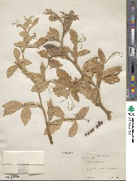 Lathyrus ochrus image