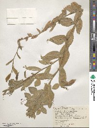 Lathyrus ochrus image