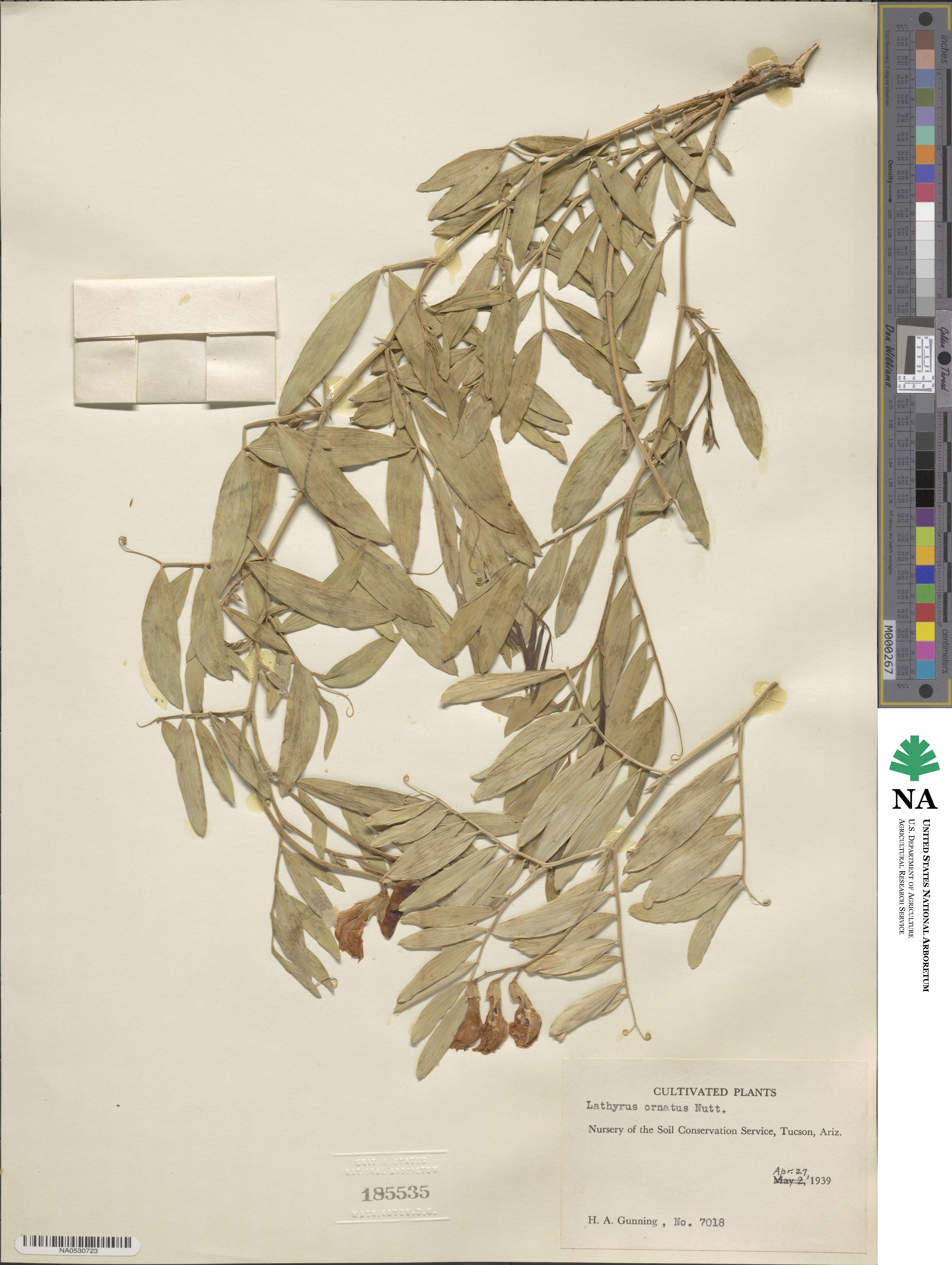Lathyrus decaphyllus image